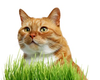 Cute ginger cat and potted green grass on white background