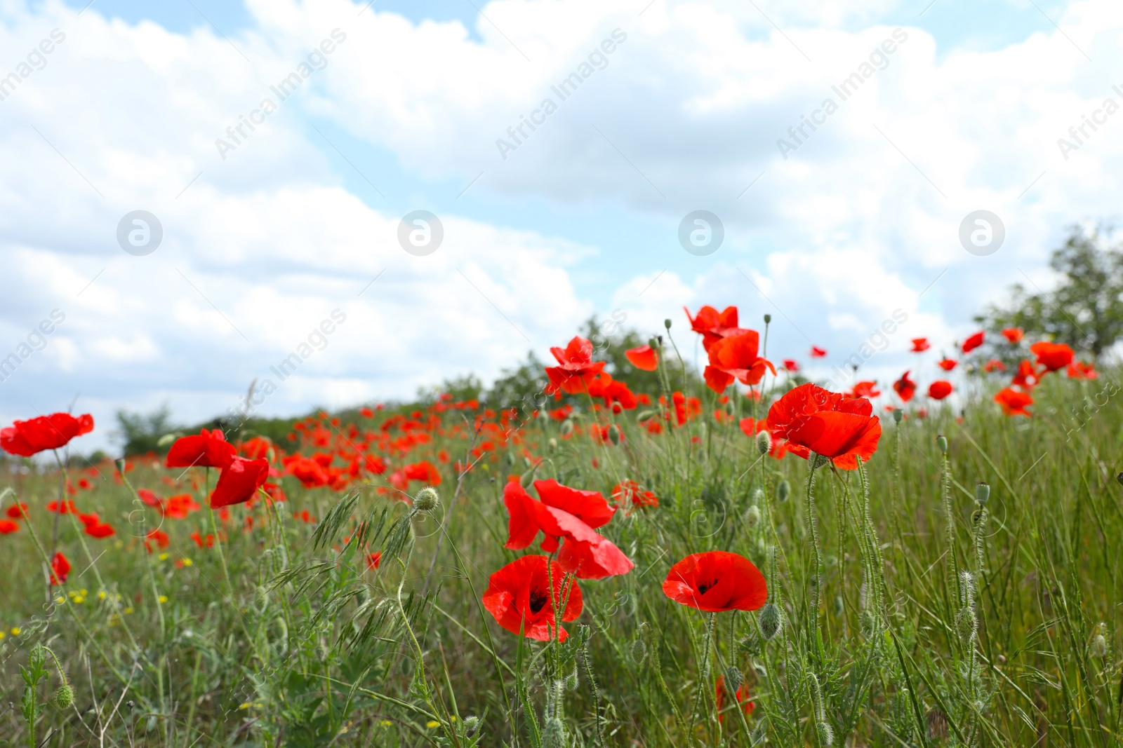 Photo of Beautiful red poppy flowers growing in field