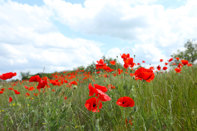 Beautiful red poppy flowers growing in field