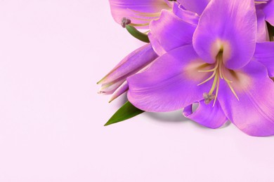 Image of Violet lily flowers on white background. Funeral attributes