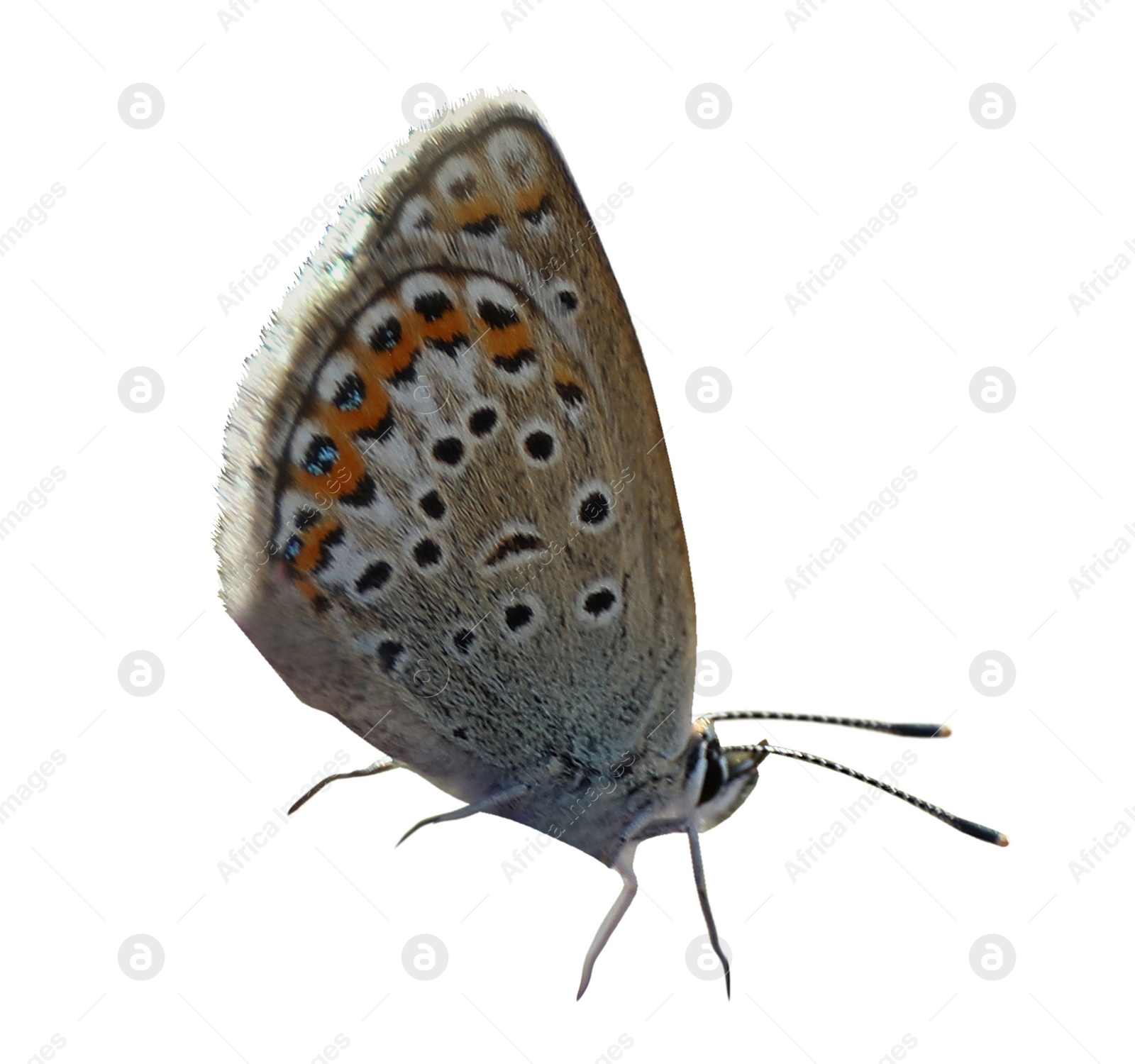 Image of Beautiful bright butterfly flying on white background