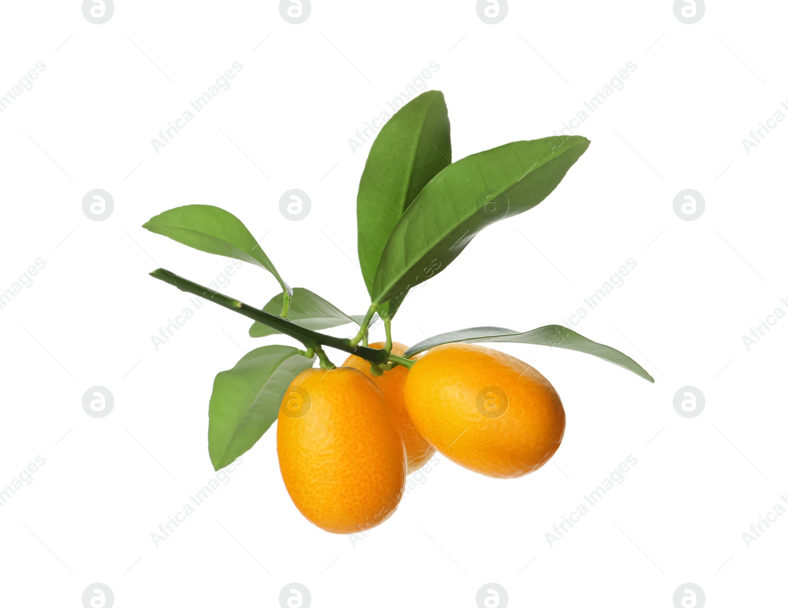 Photo of Kumquat tree branch with ripe fruits isolated on white