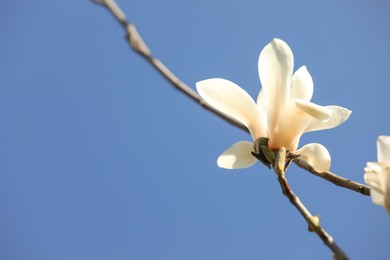 Photo of Beautiful Magnolia flower on tree branch against blue sky, closeup. Space for text