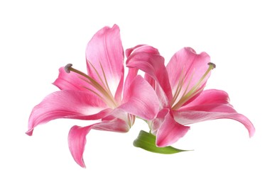 Photo of Beautiful pink lily flowers isolated on white