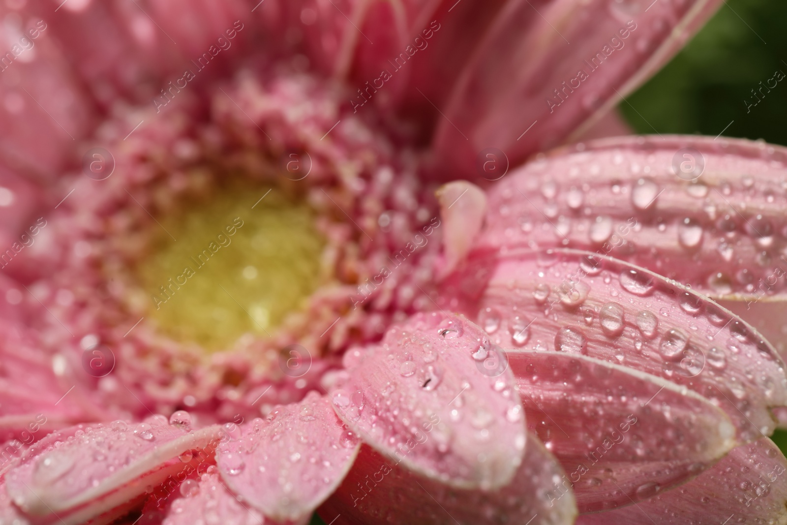 Photo of Closeup view of beautiful blooming flower with dew drops