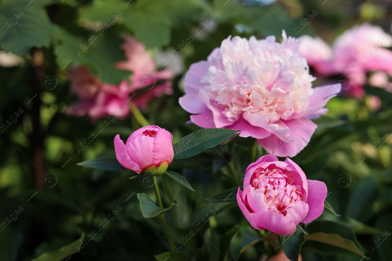 Photo of Blooming peony plant with beautiful pink flowers outdoors, closeup. Space for text