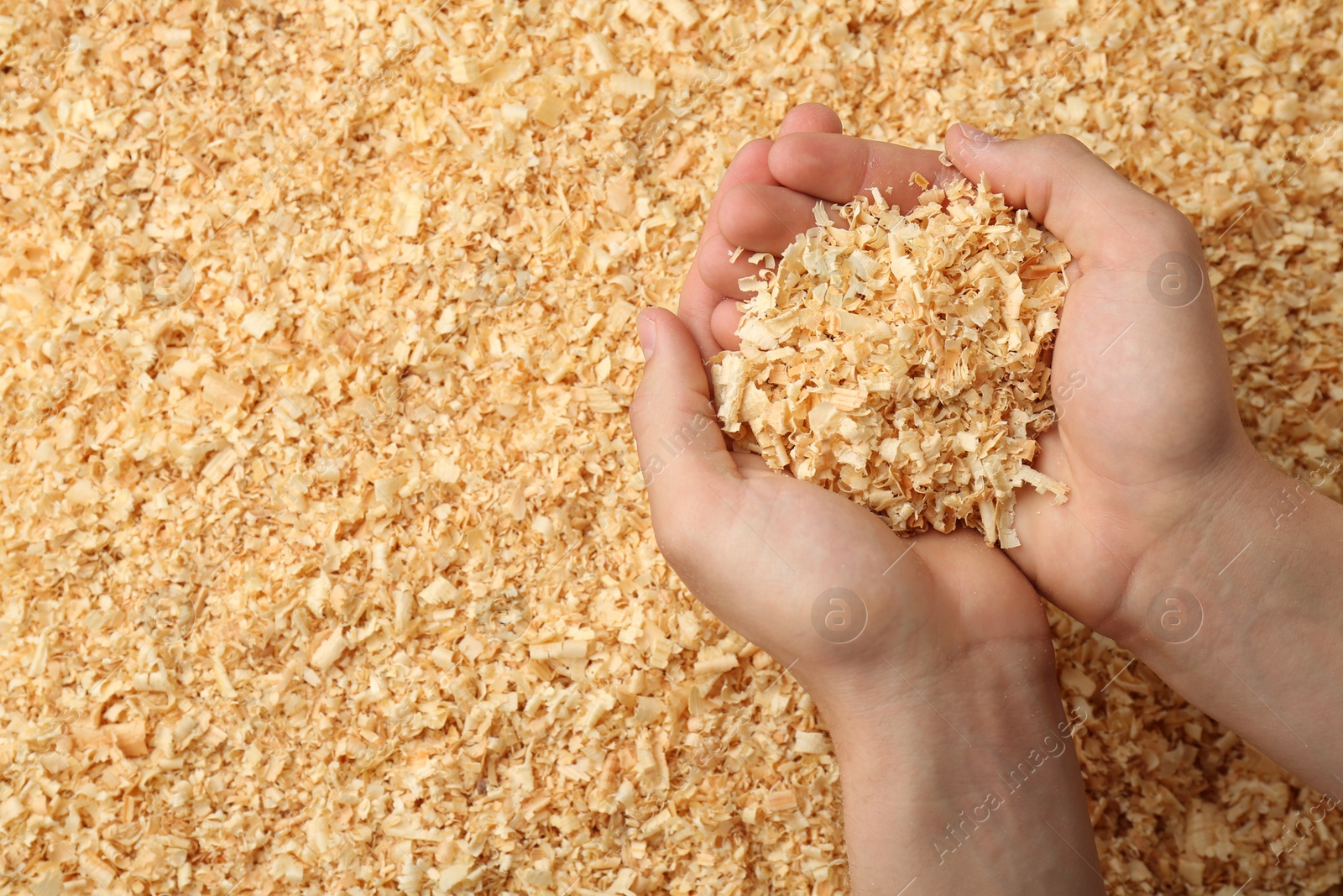 Photo of Woman holding dry natural sawdust, top view