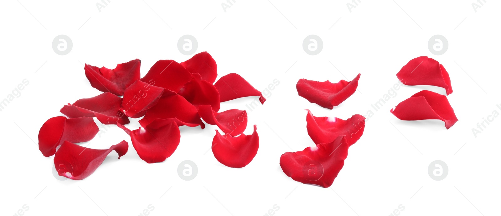 Photo of Beautiful red rose petals on white background