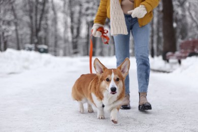 Photo of Woman walking with adorable Pembroke Welsh Corgi dog in snowy park, closeup
