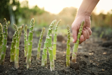 Photo of Man picking fresh asparagus in field, closeup