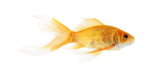 Beautiful bright small goldfish isolated on white