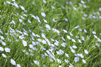 Photo of Beautiful view of blooming flax field on summer day