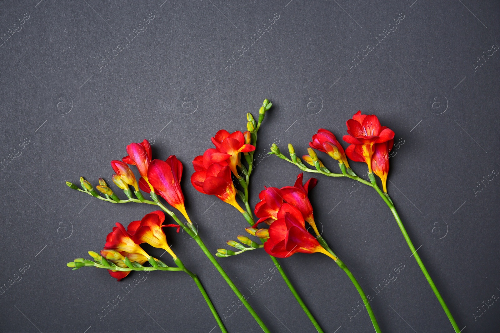 Photo of Beautiful freesia flowers on dark background