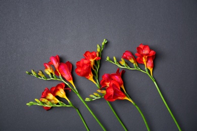 Beautiful freesia flowers on dark background