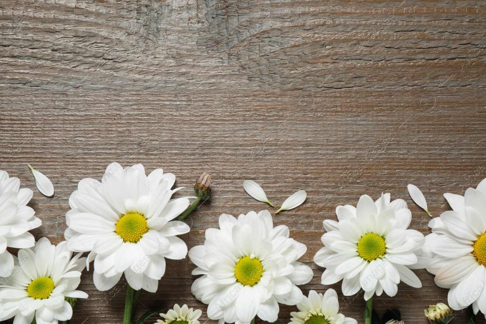 Photo of Beautiful white chamomile flowers on wooden background, flat lay. Space for text