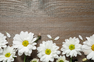 Beautiful white chamomile flowers on wooden background, flat lay. Space for text