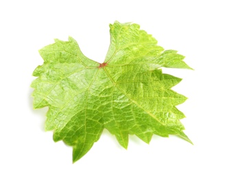Photo of Fresh green grape leaf isolated on white