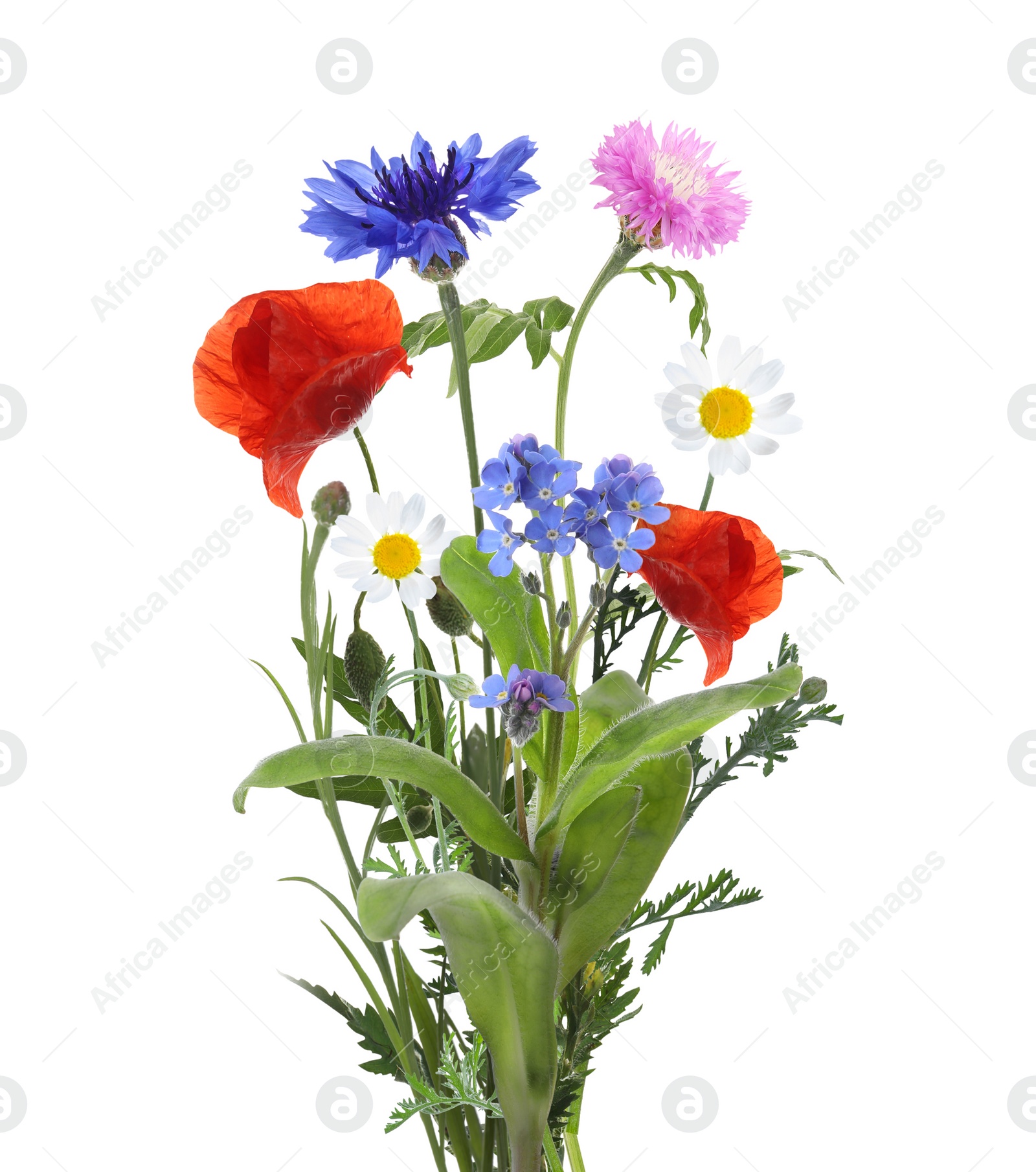 Image of Bouquet of beautiful meadow flowers isolated on white