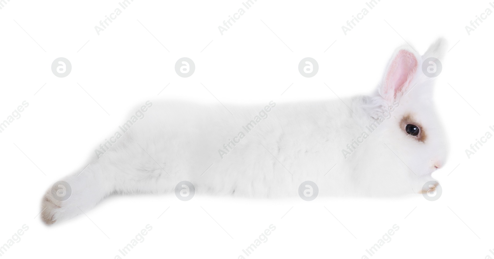 Photo of Fluffy rabbit on white background. Cute pet