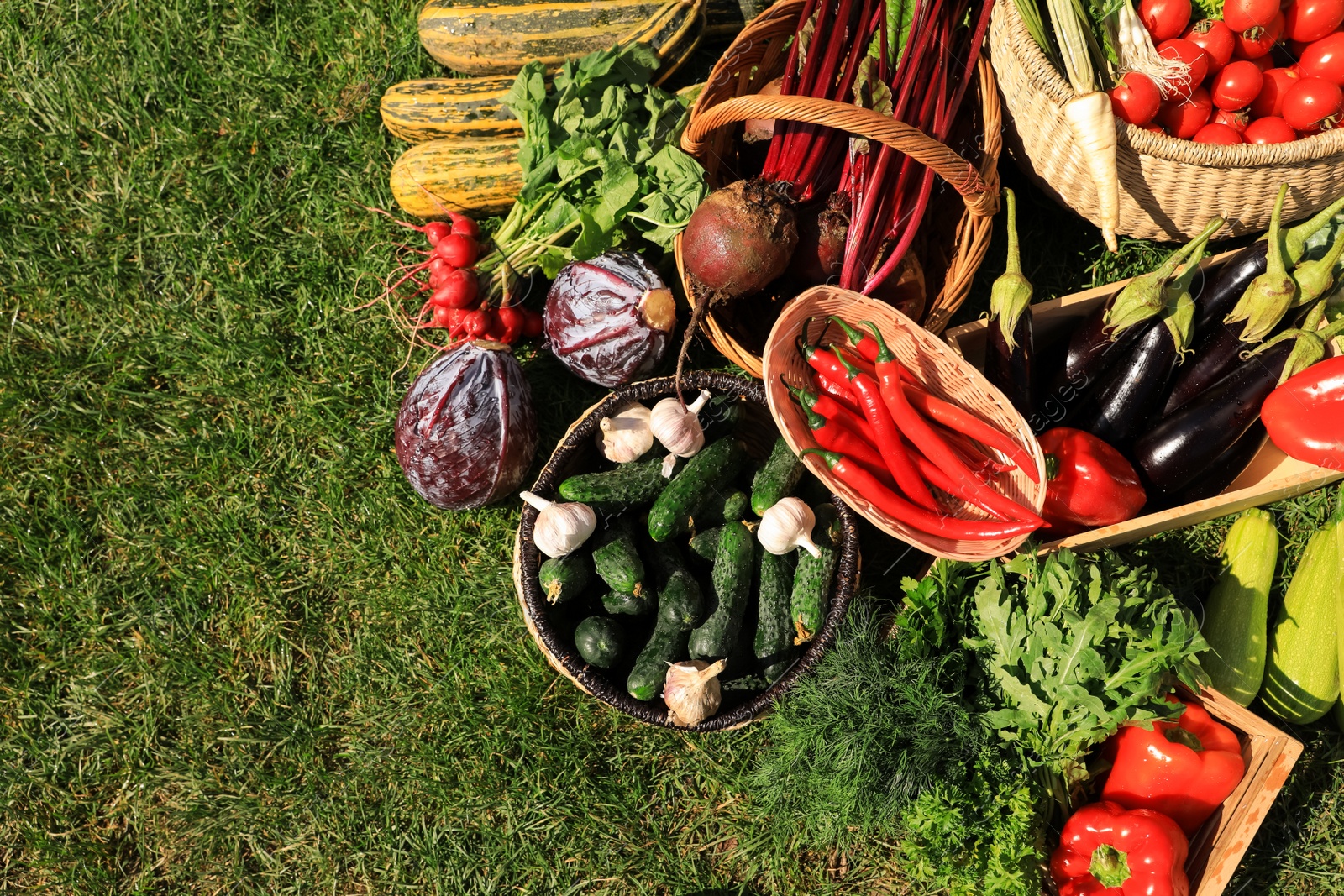 Photo of Different fresh ripe vegetables on green grass, flat lay. Space for text