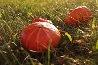 Many ripe orange pumpkins among green grass outdoors