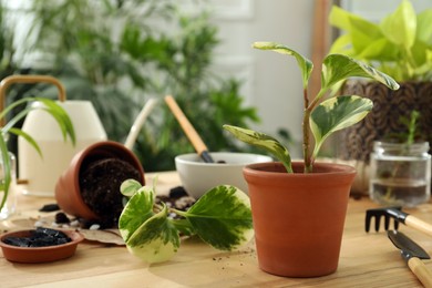 Photo of Houseplants and gardening tools on wooden table