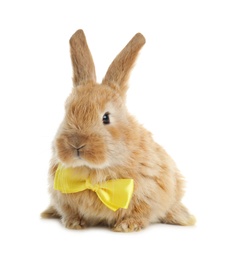 Adorable furry Easter bunny with cute bow tie on white background