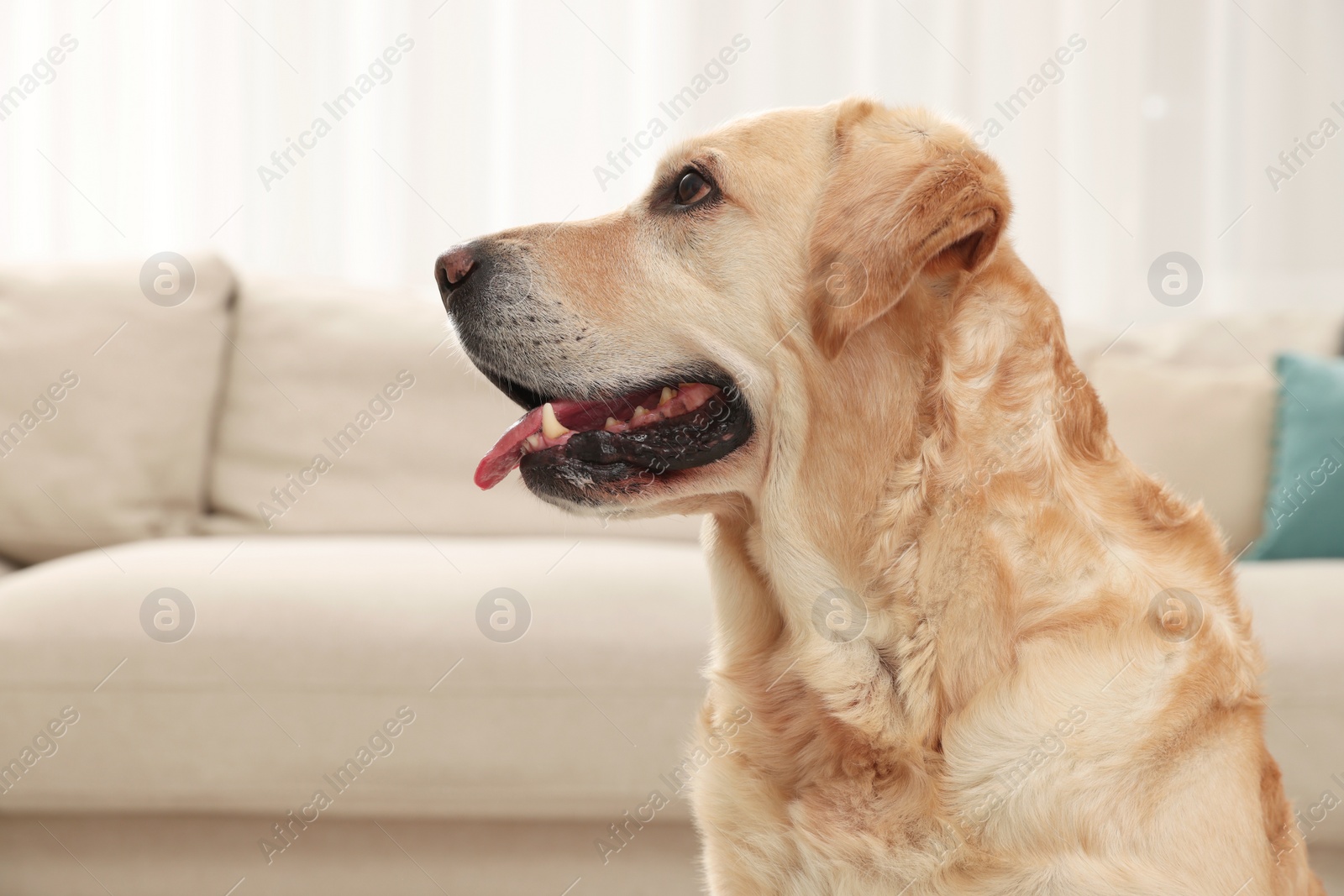 Photo of Cute Golden Labrador Retriever in living room