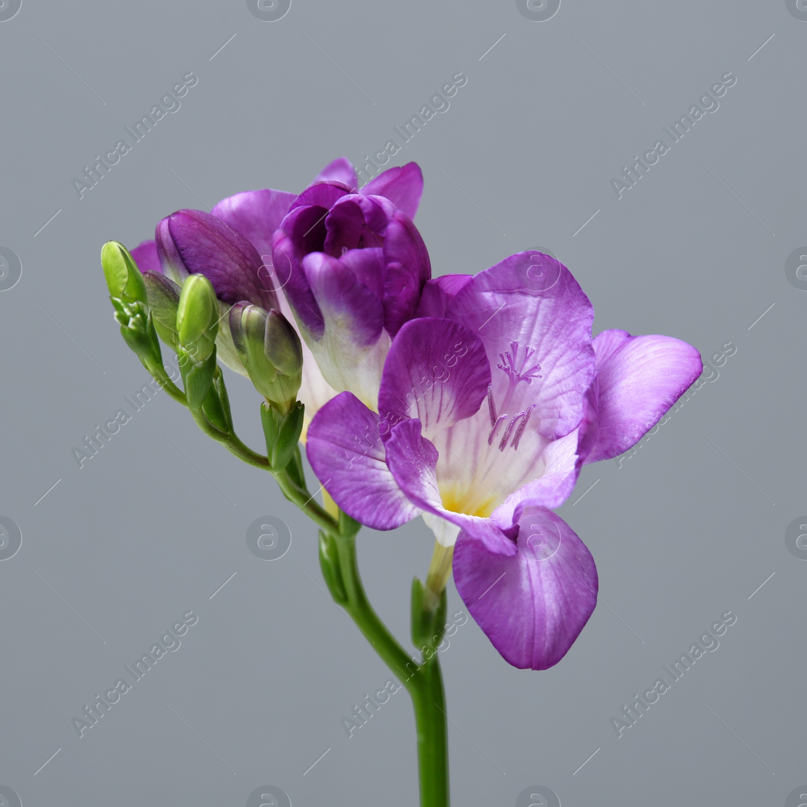 Photo of Beautiful freesia flower on grey background