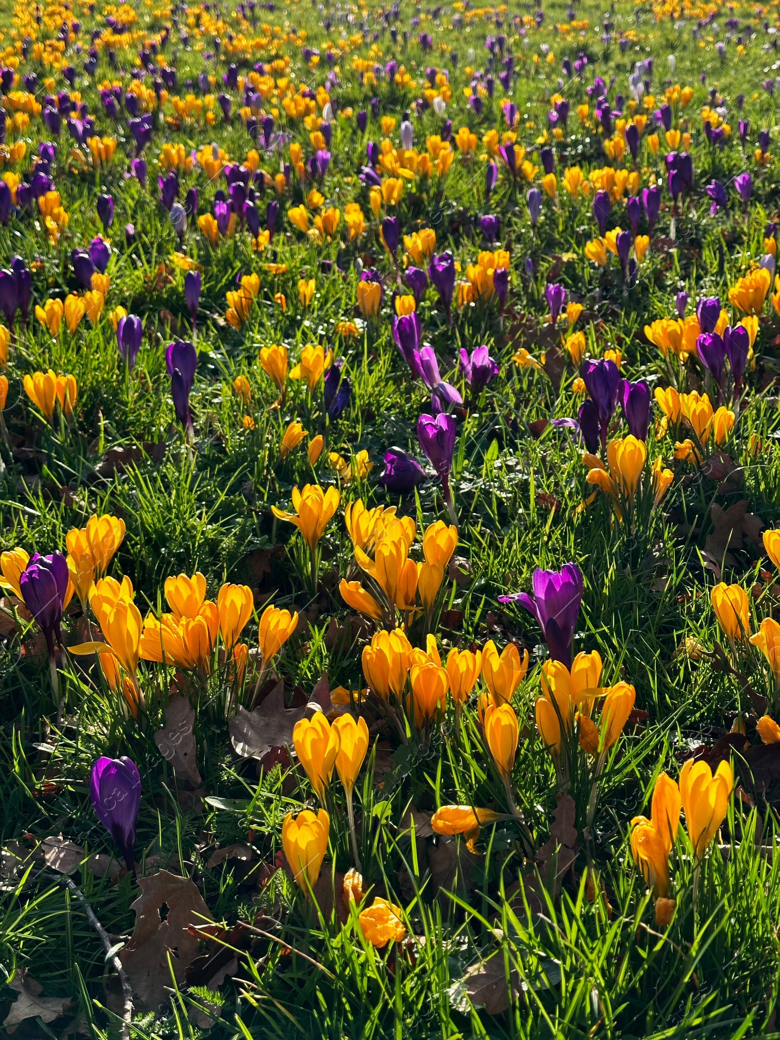 Photo of Beautiful yellow and purple crocus flowers growing in grass near autumn leaves on sunny day