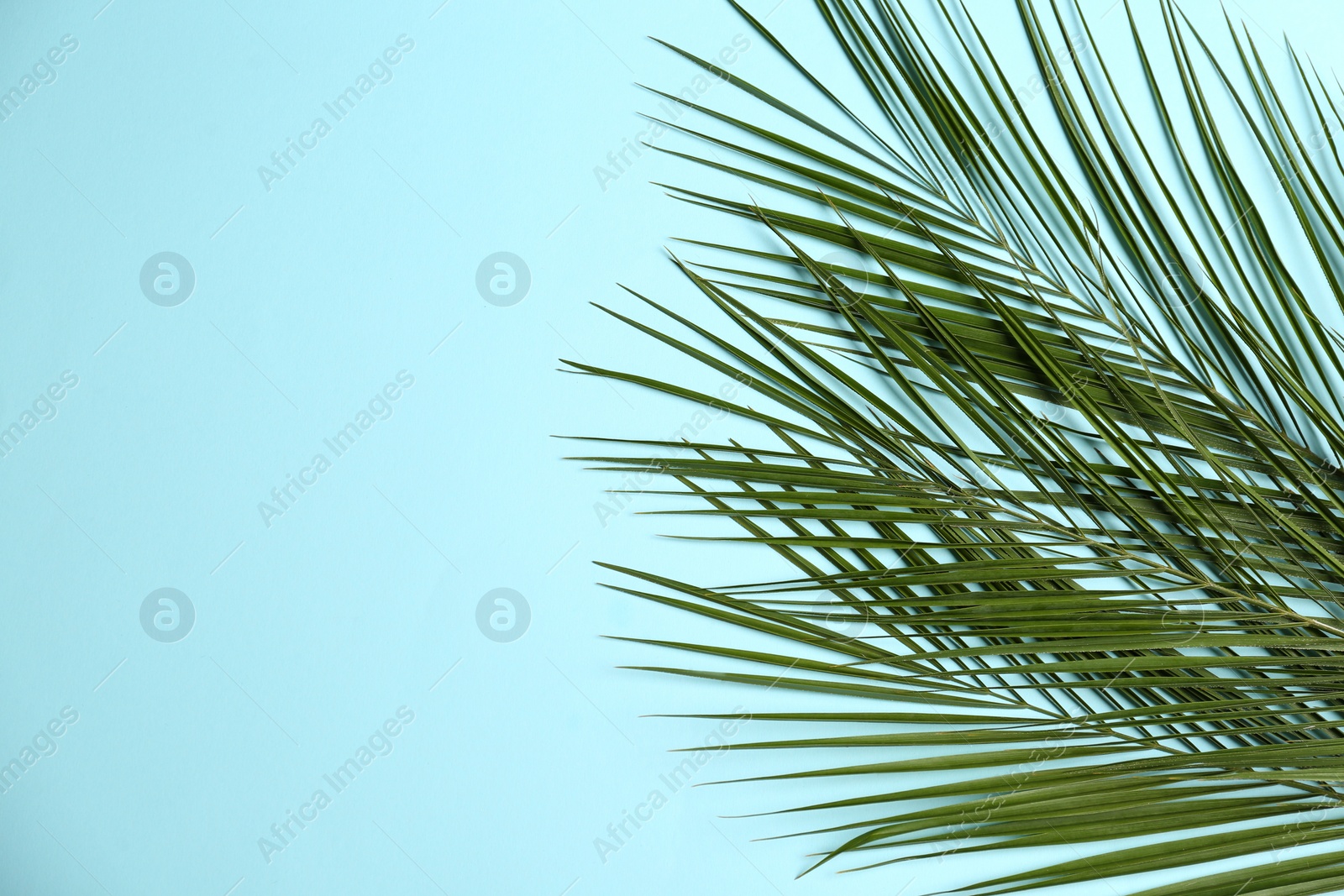 Photo of Beautiful tropical leaves on color background, top view