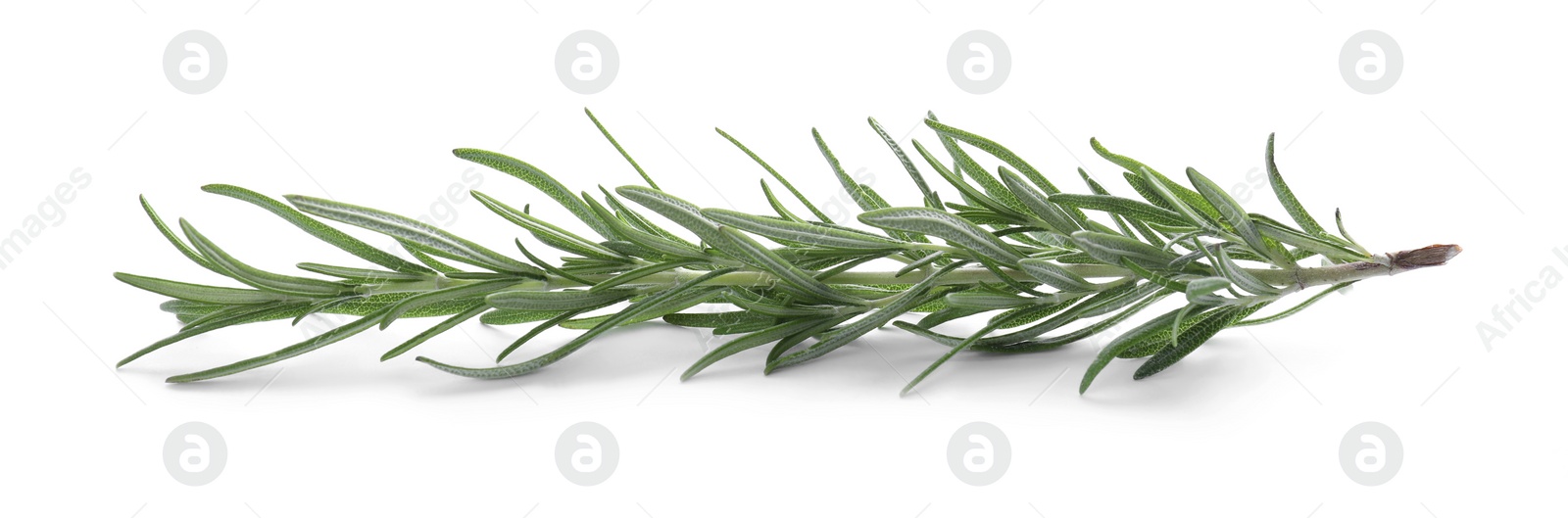 Photo of Fresh green rosemary isolated on white. Aromatic herb