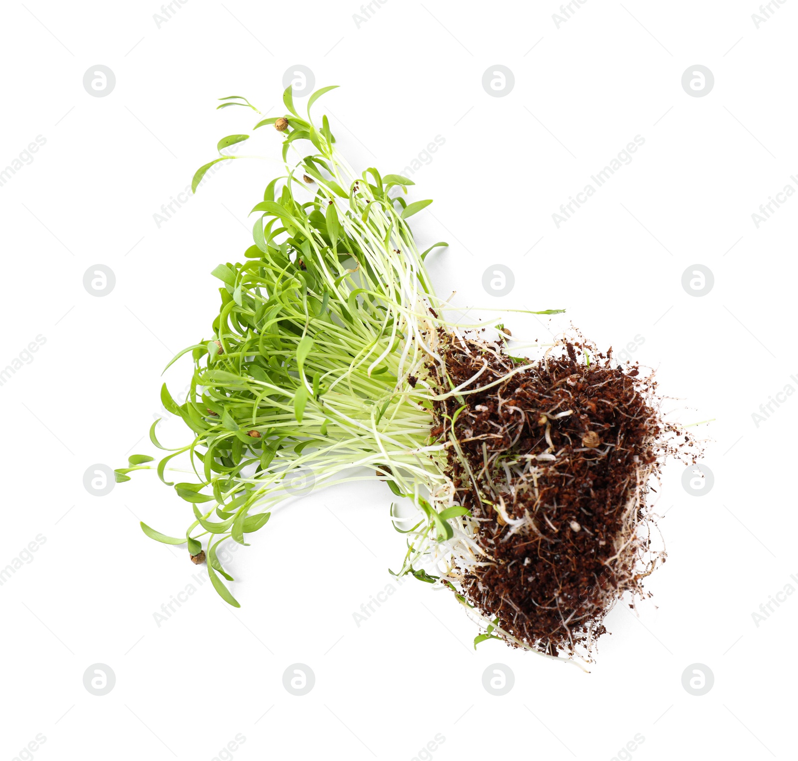 Photo of Fresh organic microgreen seeds on white background, top view
