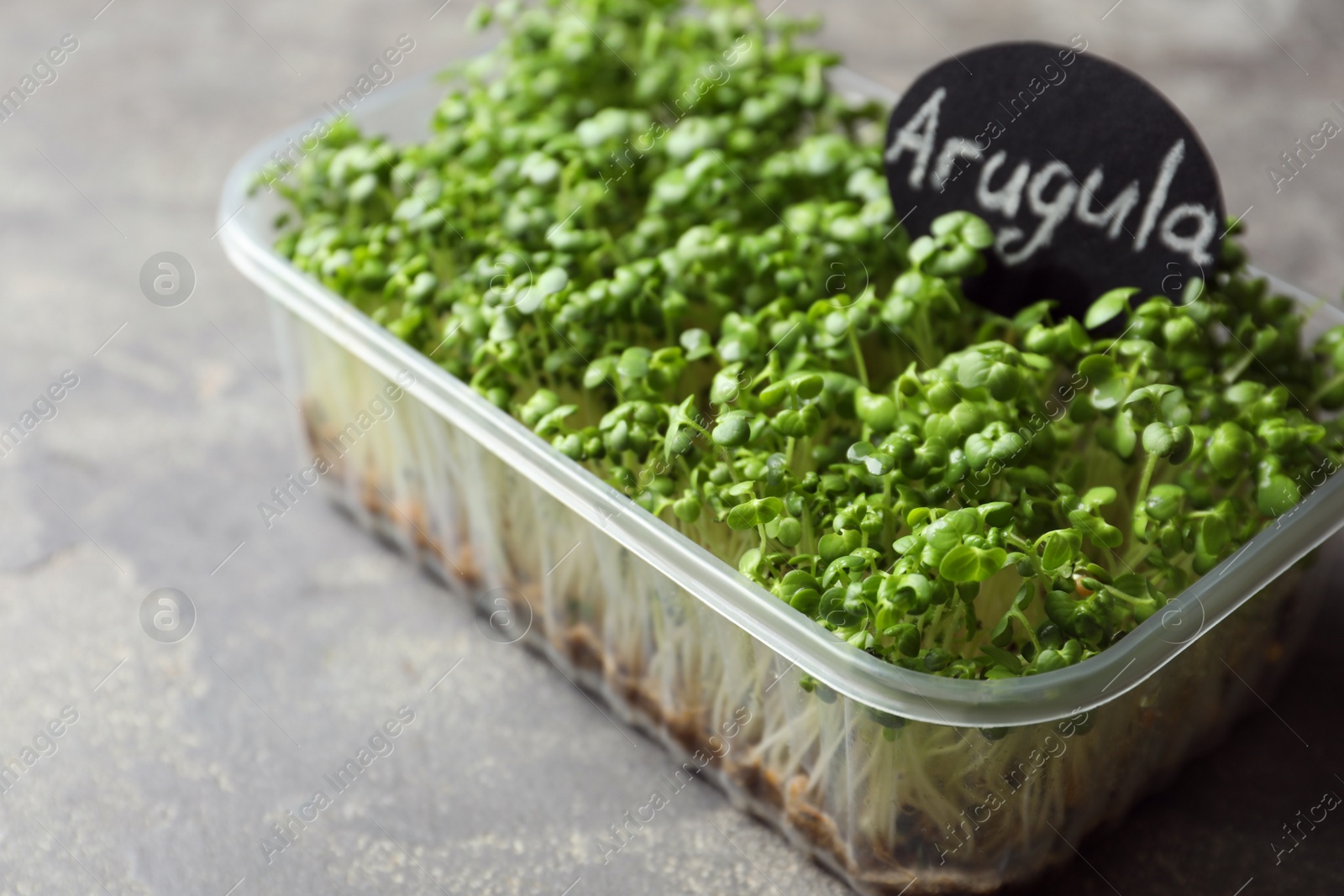 Photo of Sprouted arugula seeds in plastic container on grey table, closeup