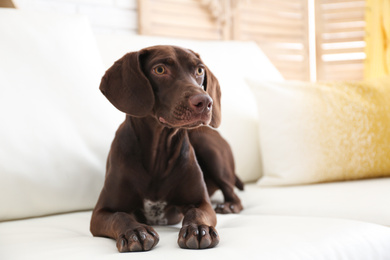 Beautiful brown German Shorthaired Pointer dog on sofa