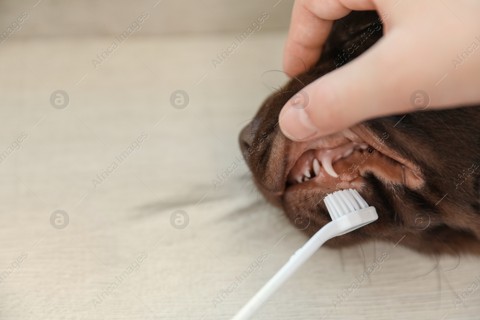 Photo of Woman brushing dog's teeth on light background, closeup. Space for text