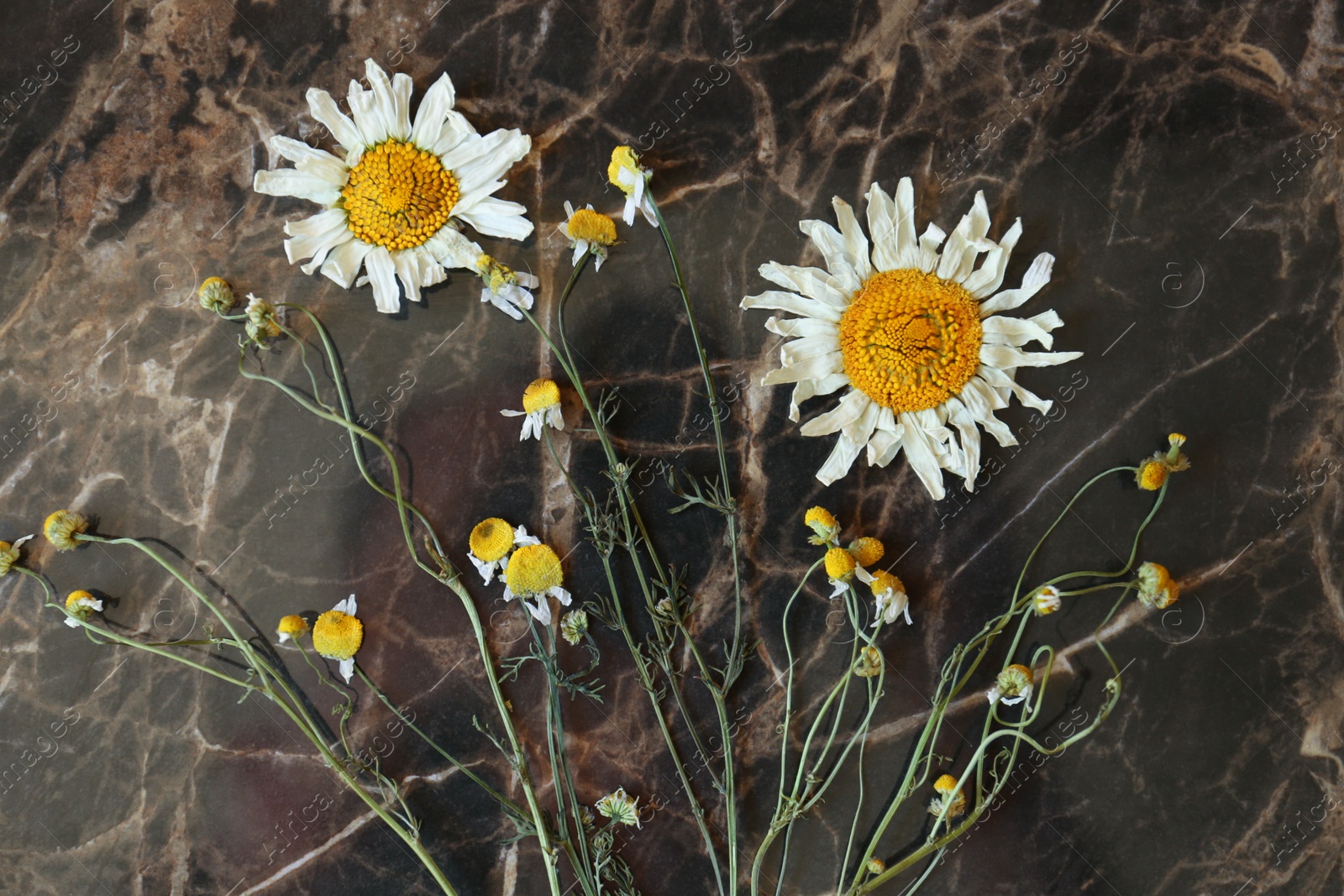 Photo of Beautiful dried flowers on marble table, top view