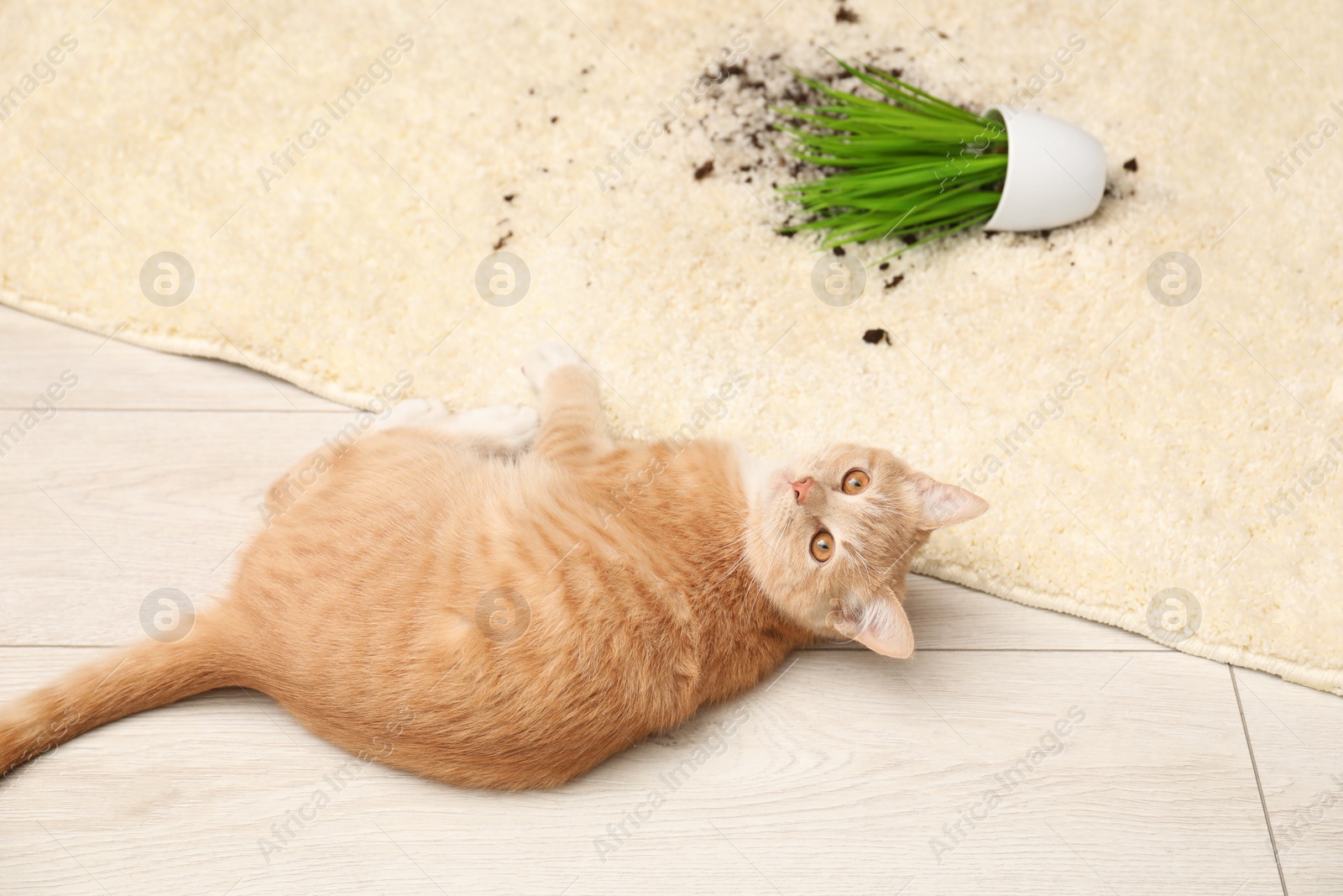 Photo of Cute ginger cat near overturned houseplant on carpet at home