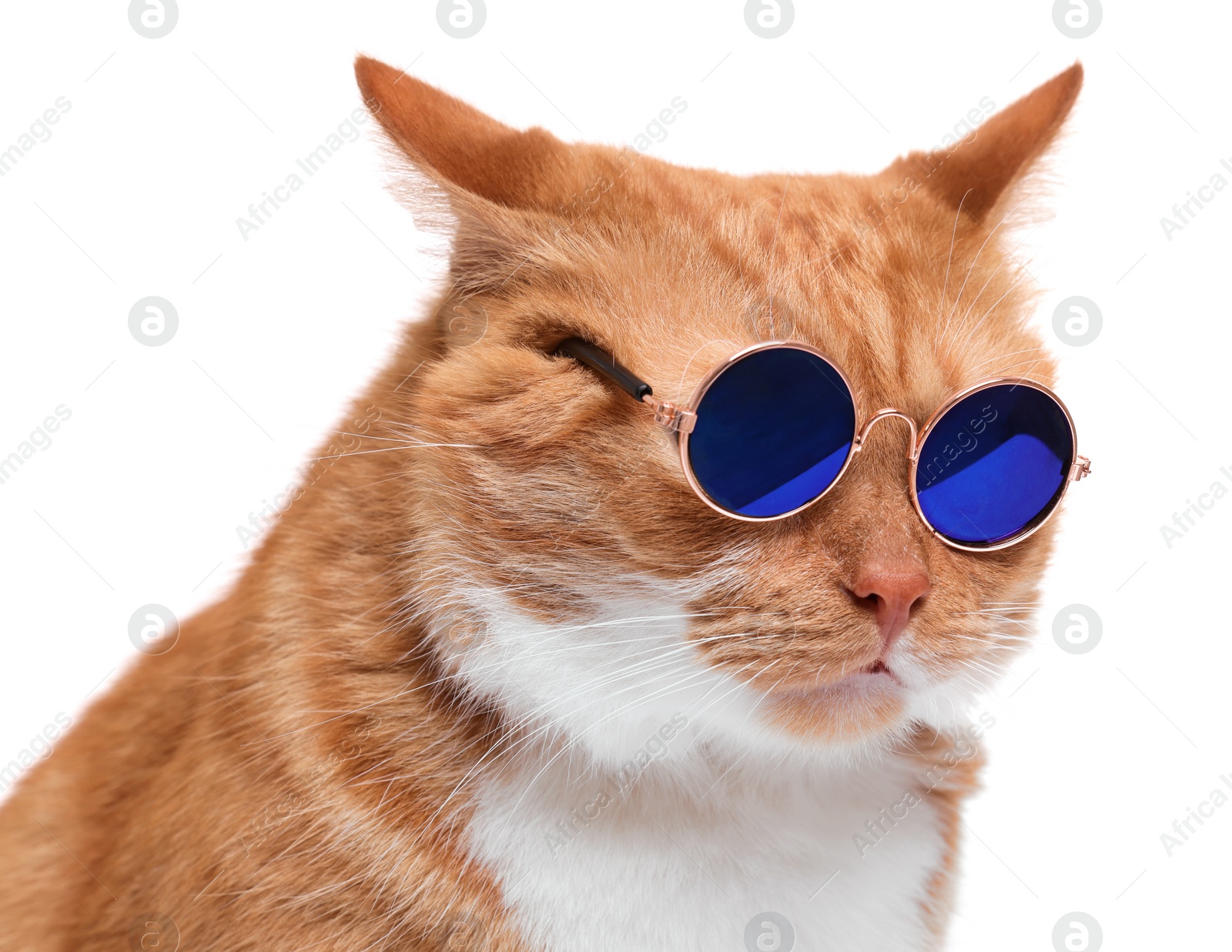 Photo of Cute ginger cat in stylish sunglasses on white background, closeup