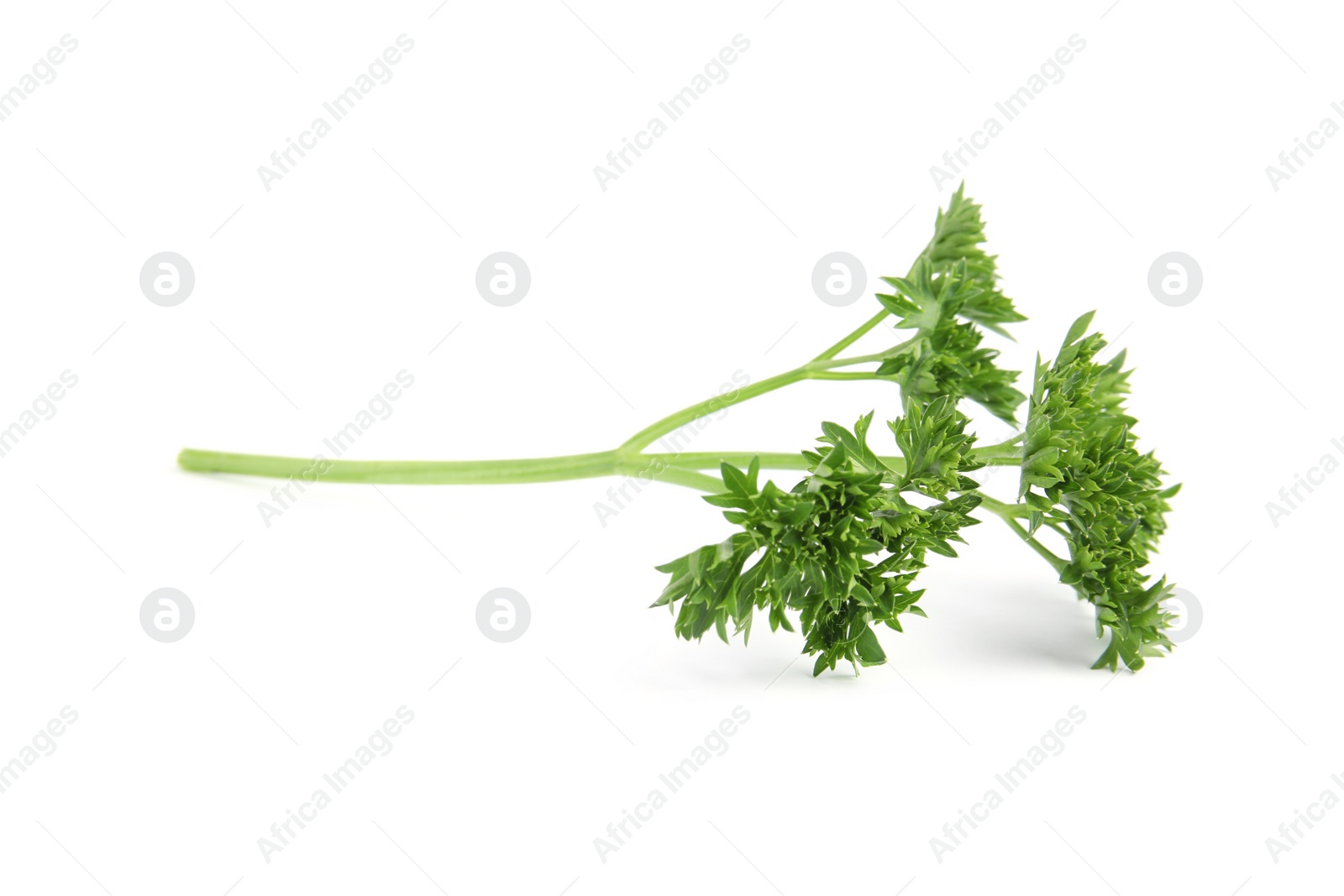 Photo of Fresh green organic parsley on white background