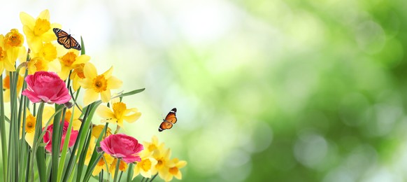 Image of Beautiful blooming yellow daffodils outdoors on sunny day. Space for text