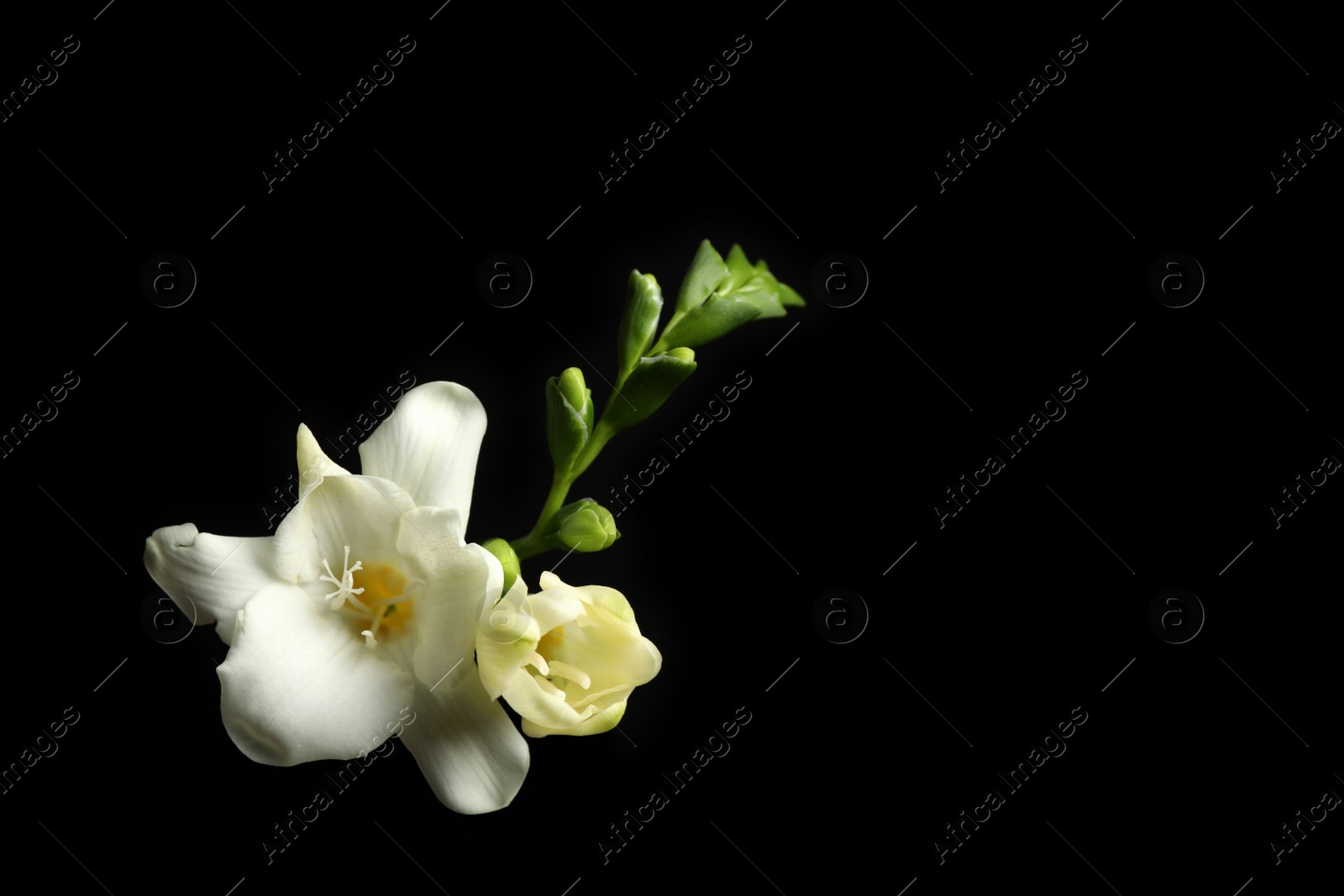 Photo of Beautiful white freesia flowers on black background. Space for text