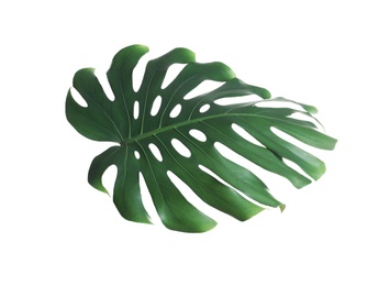 Green fresh monstera leaf isolated on white. Tropical plant