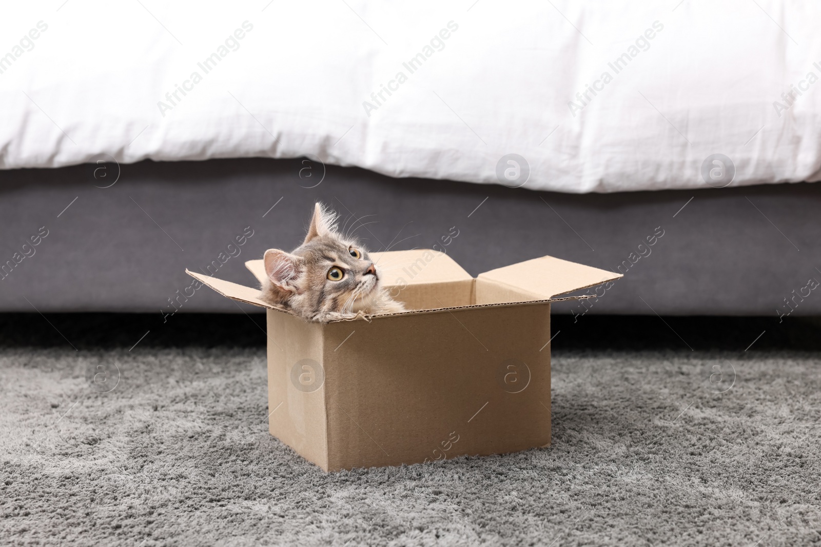 Photo of Cute fluffy cat in cardboard box on carpet at home