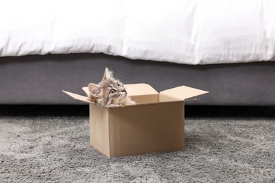 Photo of Cute fluffy cat in cardboard box on carpet at home