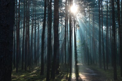 Photo of Majestic view of forest with sunbeams shining through trees in morning