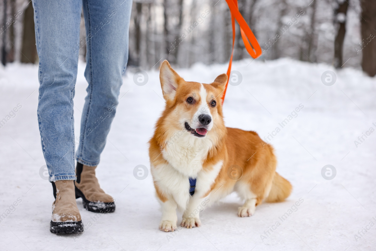 Photo of Woman with adorable Pembroke Welsh Corgi dog in snowy park, closeup