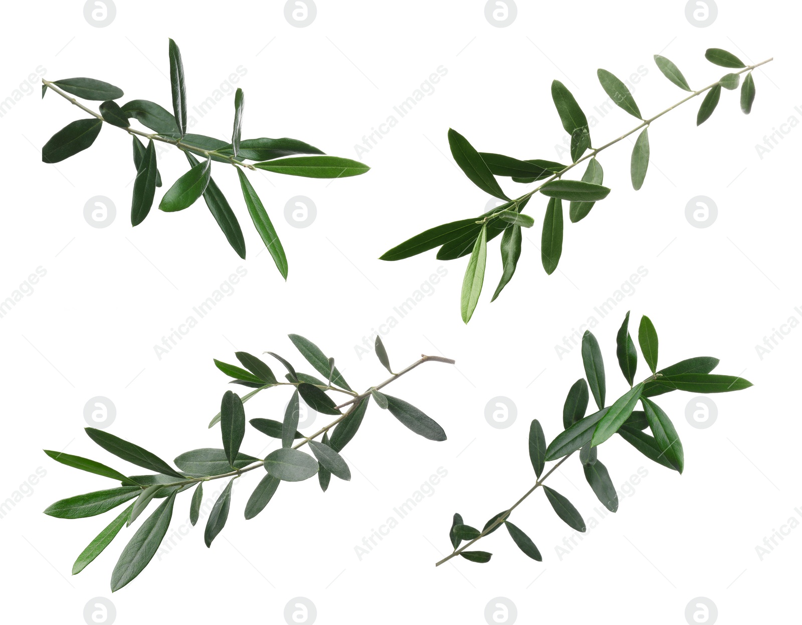 Image of Set of olive twigs with fresh green leaves on white background