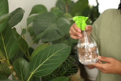 Photo of Woman spraying beautiful houseplants with water, closeup