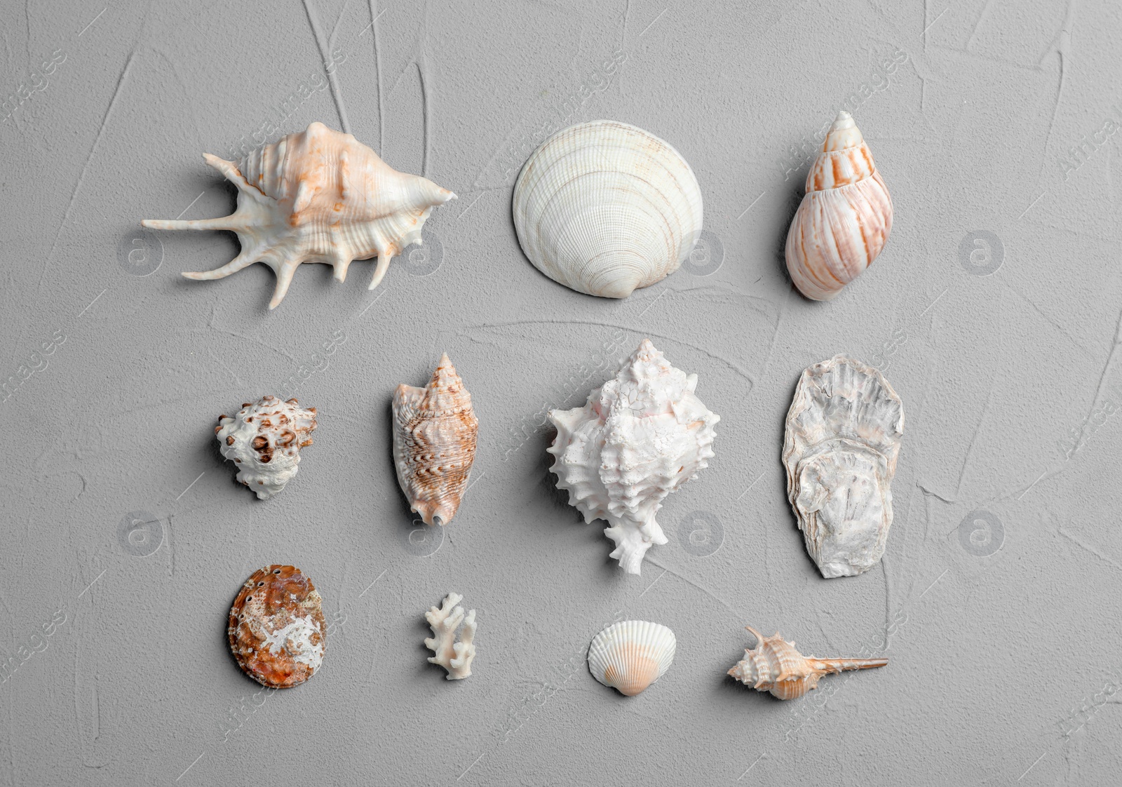 Photo of Flat lay composition with seashells on gray background. Beach objects